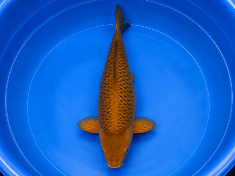 Chagoi 80 cm